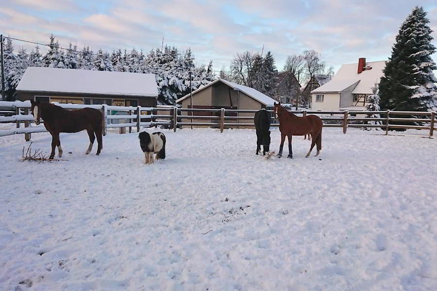 Winter Pferd Außen